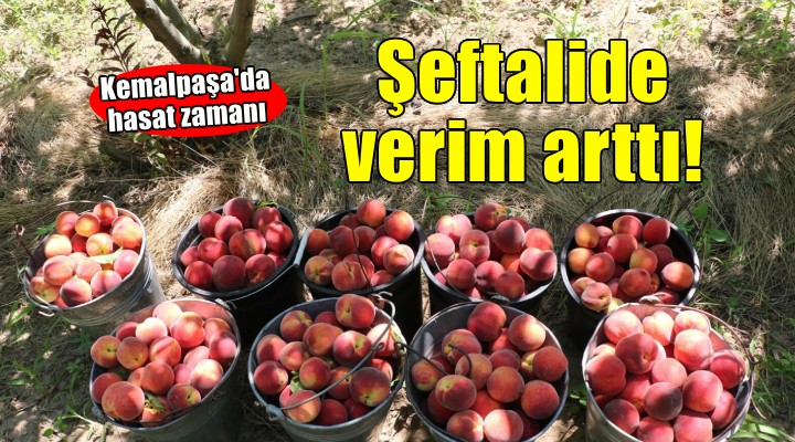 Kemalpaşa'da şeftalide verim arttı!