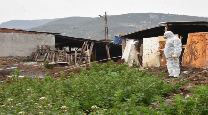 Kemalpaşa da sinek mücadelesi