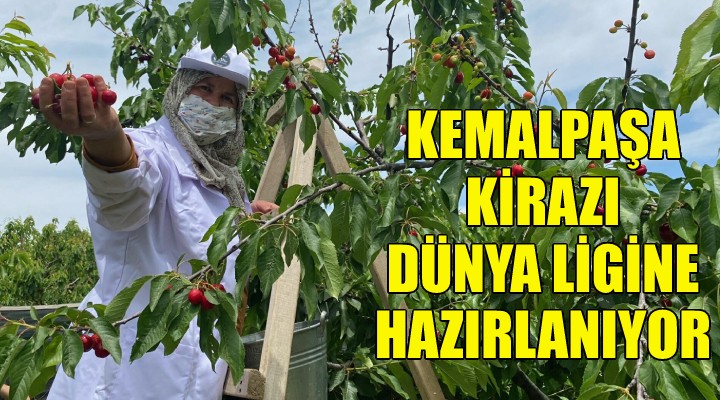 Kemalpaşa kirazı, dünya ligine hazırlanıyor!