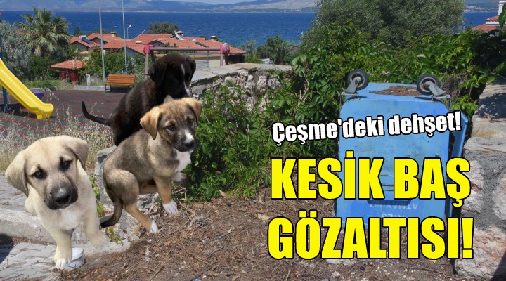 Kesik baş gözaltısı!