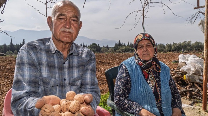 Kesilen cevizlerin yerine umut filizlendi