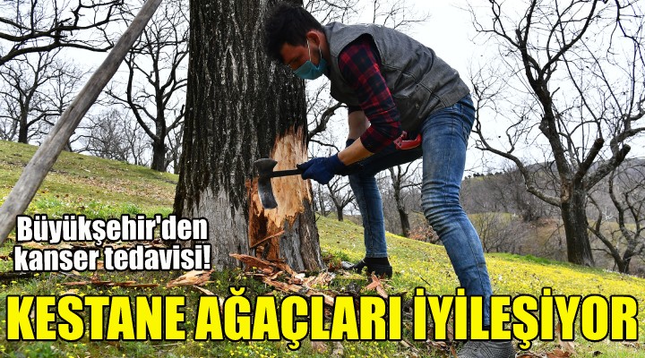 Kestane ağaçları iyileşiyor!