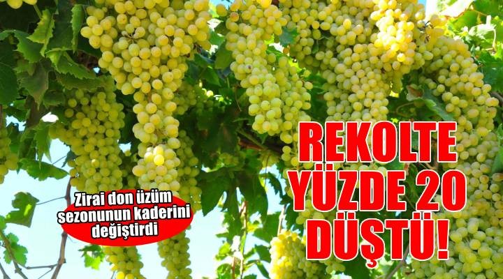 Kestelli: Zirai don üzüm rekoltesini yüzde 20 düşürdü