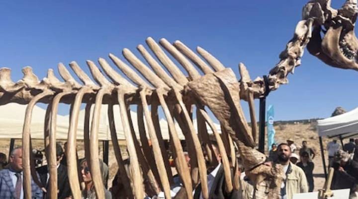 Kılıç dişli kaplan fosili bulundu: 7,7 milyon yıllık