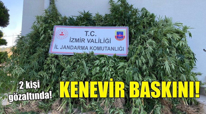 Kiraz da kenevir baskını!