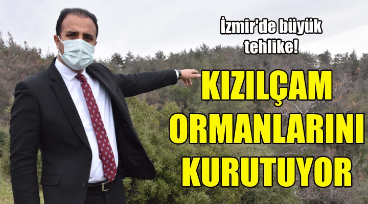 Kızılçam ormanlarını kurutuyor!