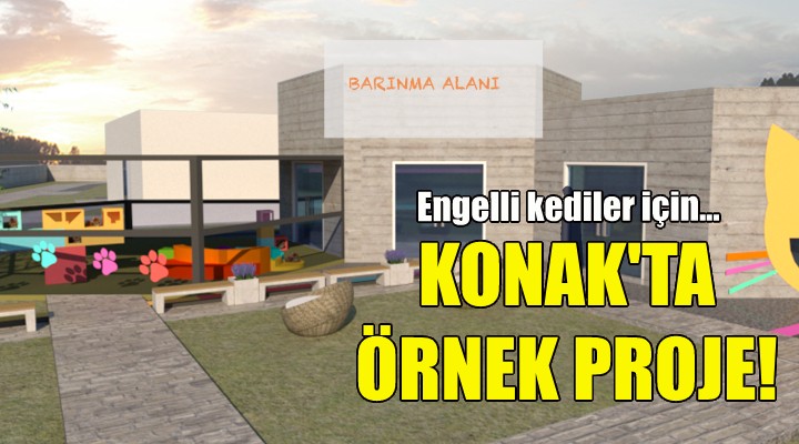 Konak ta engelli kediler için örnek proje!