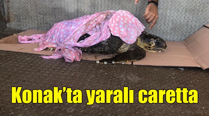 Konak ta yaralı caretta!