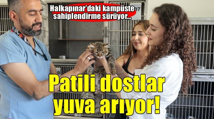 Konak’ın patili dostları ömürlük yuvalarını bekliyor
