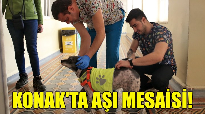 Konak’taki can dostlar için aşı mesaisi!