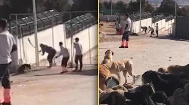 Köpeği kürekle öldürenlere ödül gibi ceza!