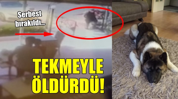 Köpeği tekmeyle öldürdü, serbest kaldı!