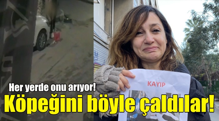 Köpeğini böyle çaldılar... Her yerde onu arıyor!