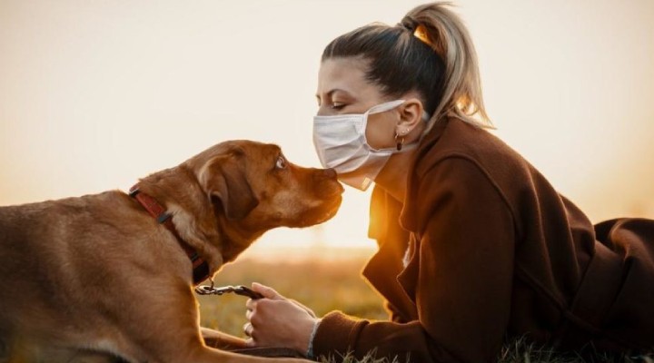 Köpek sahiplerine korona uyarısı... Risk daha fazla!