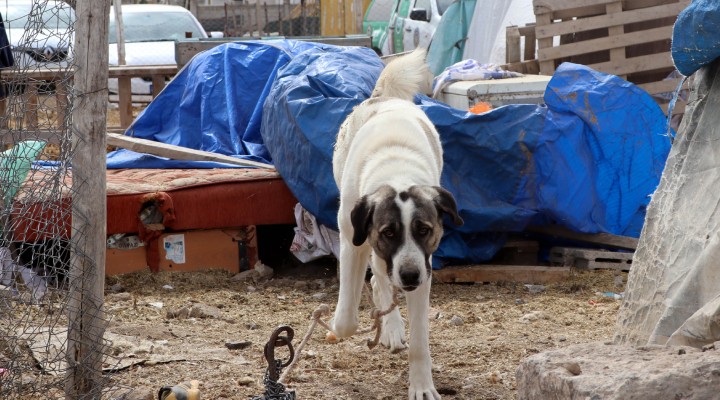 Köpek saldırdı... 7 yaşındaki çocuk ağır yaralandı!