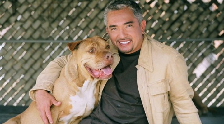 Köpeklere fısıldayan adamın pitbull u ünlü şarkıcının köpeğini parçaladı!
