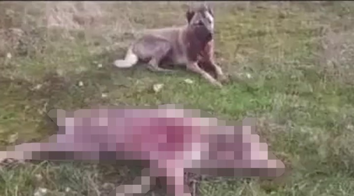 Köpeklerine boğdurduğu kurdu yakarak katletti!