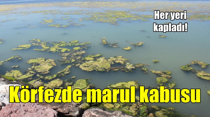 Körfez deniz maruluyla kaplandı