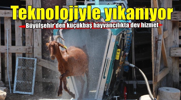 Koyun ve keçiler artık teknolojiyle yıkanıp ilaçlanıyor