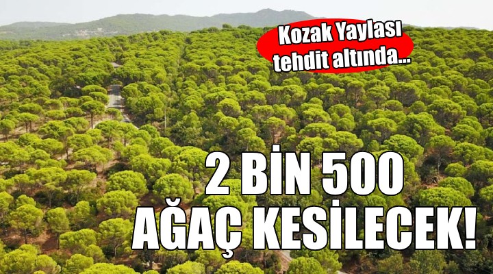 Kozak Yaylası tehdit altında... 2 bin 500 ağaç kesilecek!