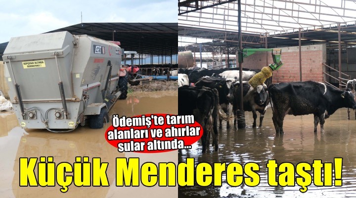 Küçük Menderes Nehri taştı! Ödemiş'te tarım alanları ve ahırlar sular altında...