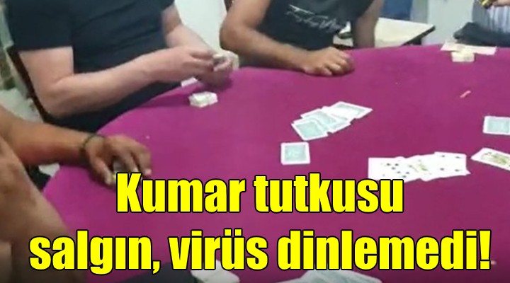 Kumar tutkusu salgın, karantina dinlemedi!