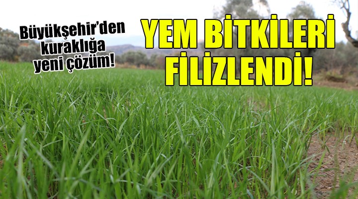 Kuraklığa karşı iklim dostu yem bitkileri