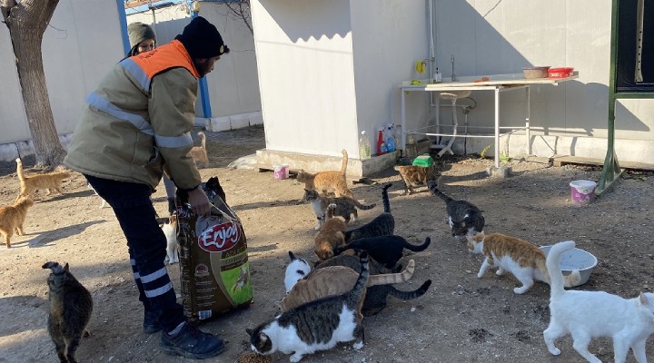 Kuşadası Belediyesi can dostları unutmadı!