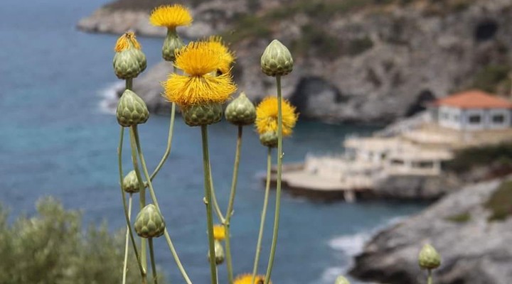 Kuşadası na yeni turizm rotası...