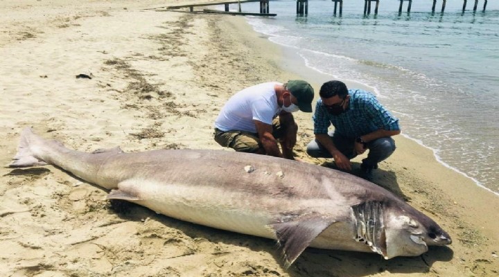 Kuşadası nda bulundu! 3,7 metre uzunluğunda!