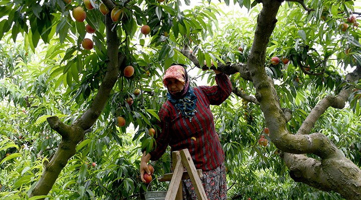 Kuşadası nda yetişiyor, dünyaya ihraç ediliyor