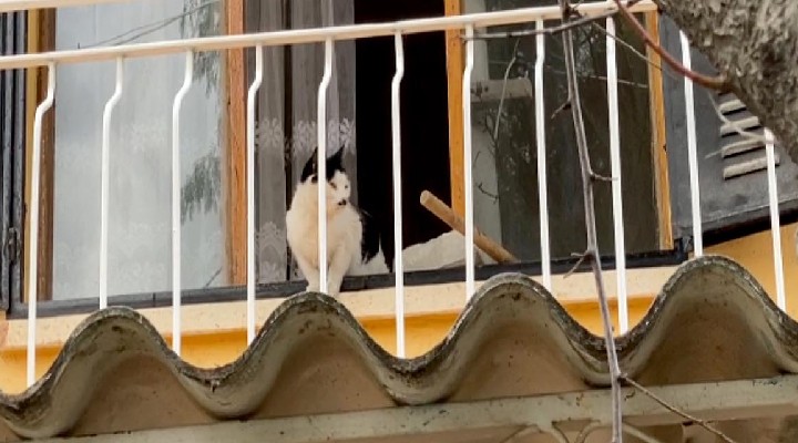 Kuşadası’nda kedi kurtarma operasyonu