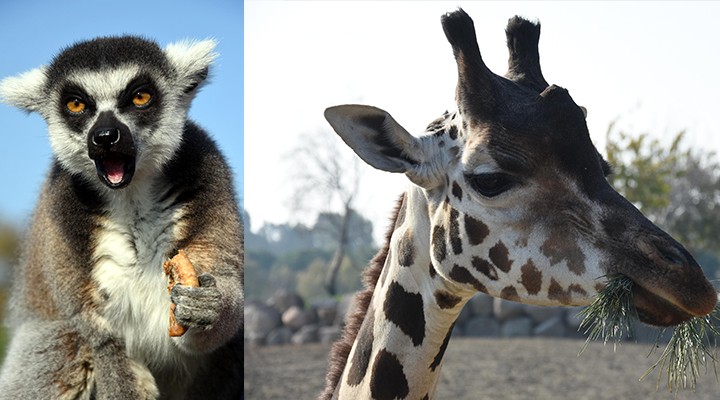 Lemur ve maymunlara çerez!