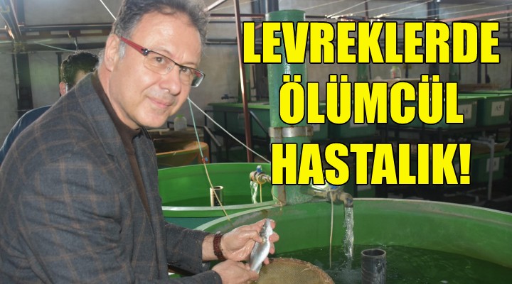 Levreklerde ölümcül hastalık!