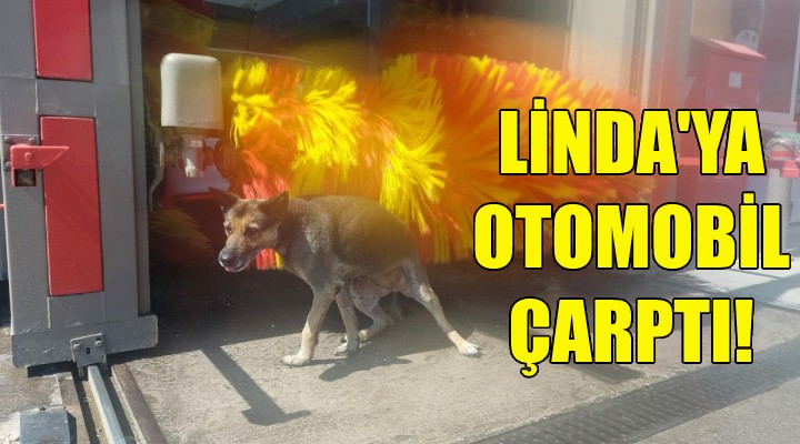 Linda ya otomobil çarptı!