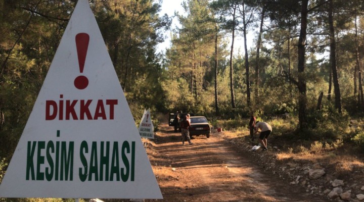 Doğa katliamı yapan şirkete, devletin kesesinden milyarlık teşvik!