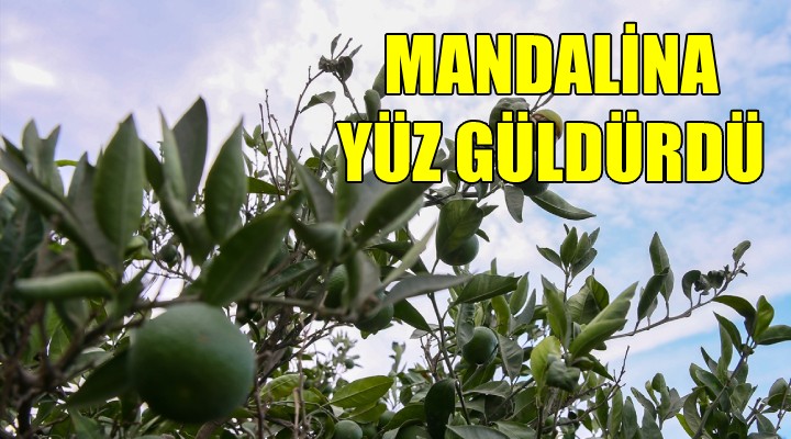 Mandalina yüz güldürdü...