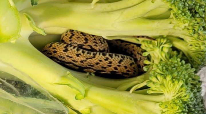 Marketten aldığı brokolinin içinden yılan çıktı!