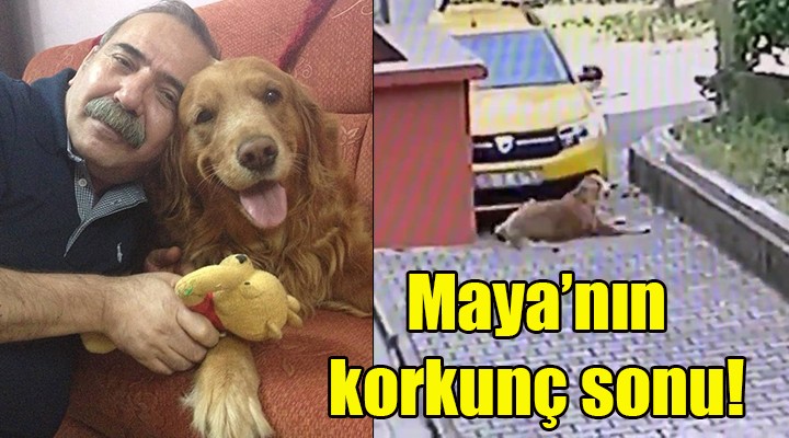 Maya nın korkunç sonu!