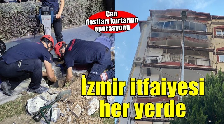 Mazgala düşen kayıp köpek ve yangında mahsur kalan kediler itfaiyenin çabasıyla kurtarıldı