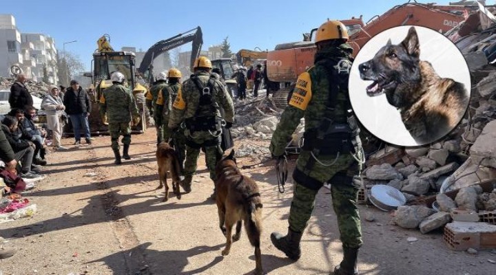 Meksika’dan gelen kurtarma köpeği Proteo öldü!