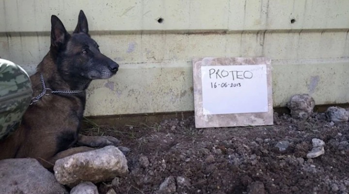 Meksika’nın arama kurtarma köpeği Proteo’ya veda!