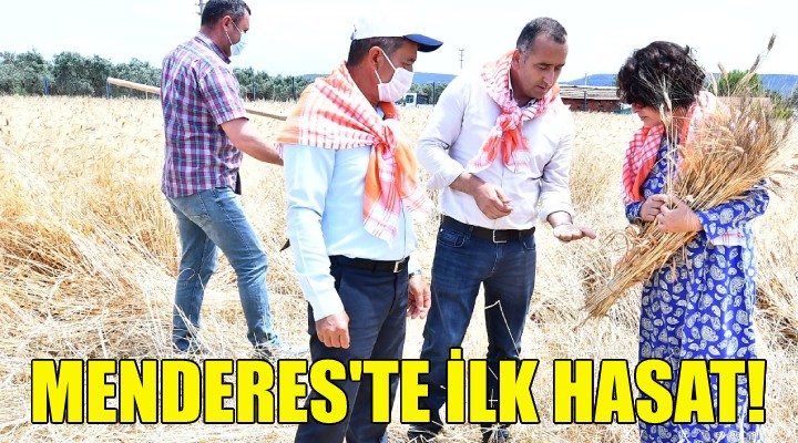 Menderes te ilk hasat!