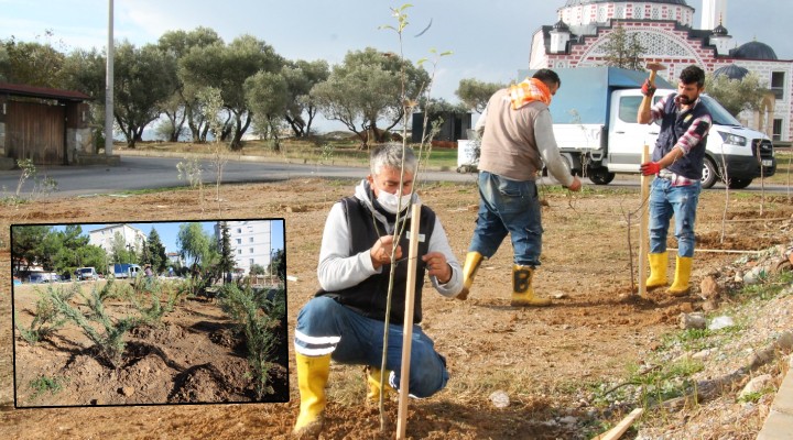 Menderes te yeşil atak