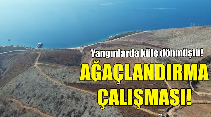 Menderes ve Urla da ağaçlandırma çalışması!