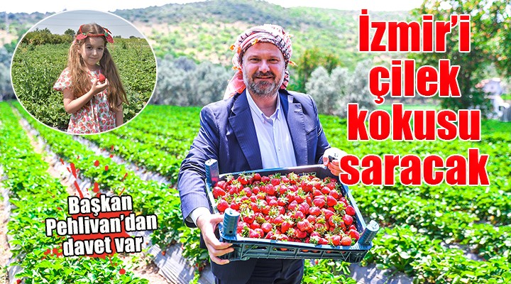 Menemen de çilek kokulu günler başlıyor...