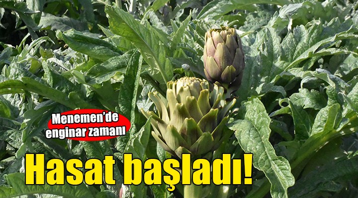 Menemen'de enginar hasadı başladı