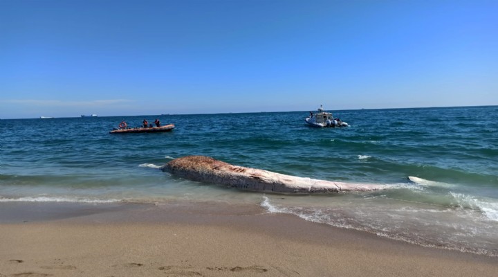 Mersin de sahile vurdu!