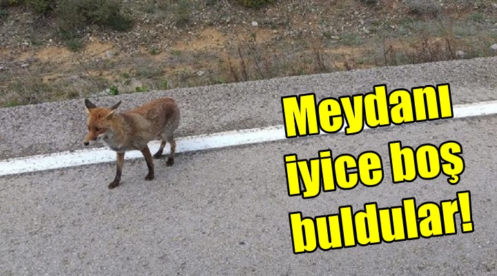 Meydanı iyice boş buldular!