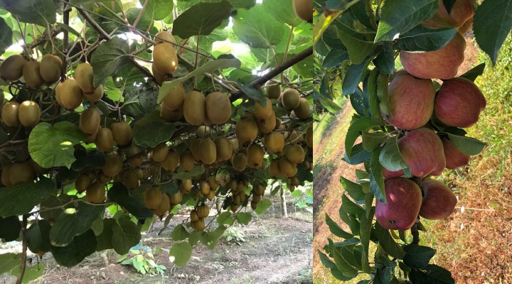 Meyve sebzede ihracat artışı